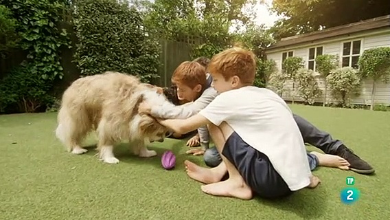 La vida secreta de los perros