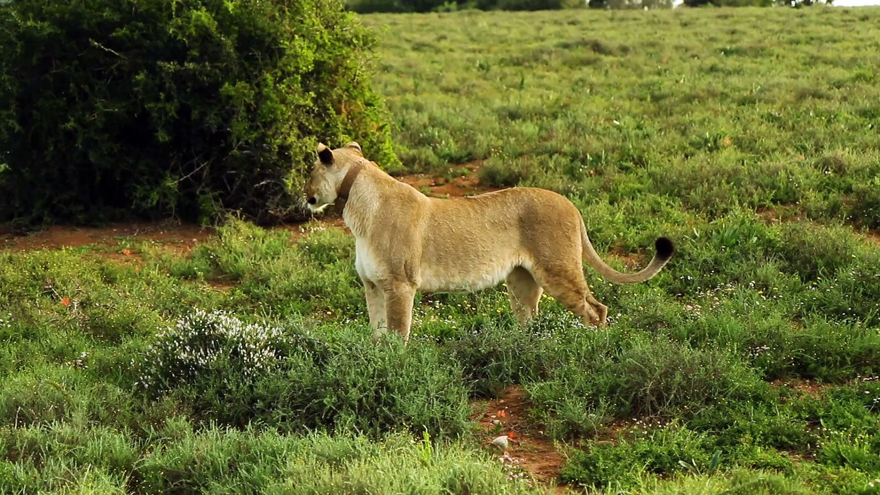 ANOTHER LION FINDING SOMETHING IN THE JUNGLE | 2021 |