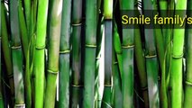Bamboo Plant अगर आप भी लगाते हैं अपने घर में बैंबू प्लांट तो ये खबर जानकर चौक जाओगे जानिए 10 फायदे