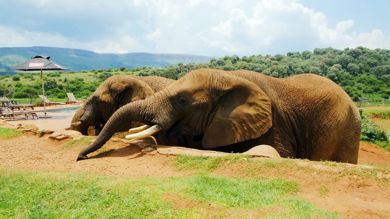 elephant animal's in wild nice verry nice