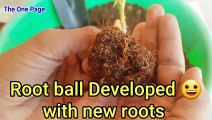 How To Grow Lucky Bamboo In Soil, How To Save Lucky Bamboo From Dying