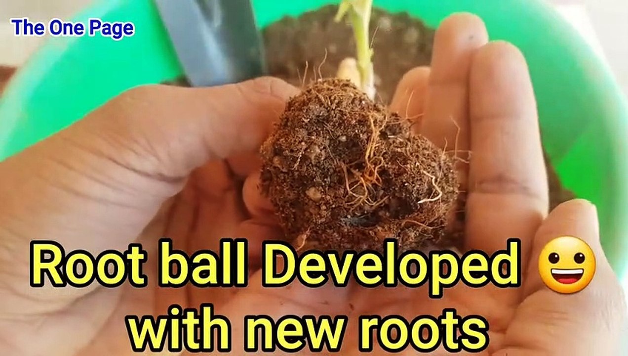 How To Grow Lucky Bamboo In Soil, How To Save Lucky Bamboo From Dying