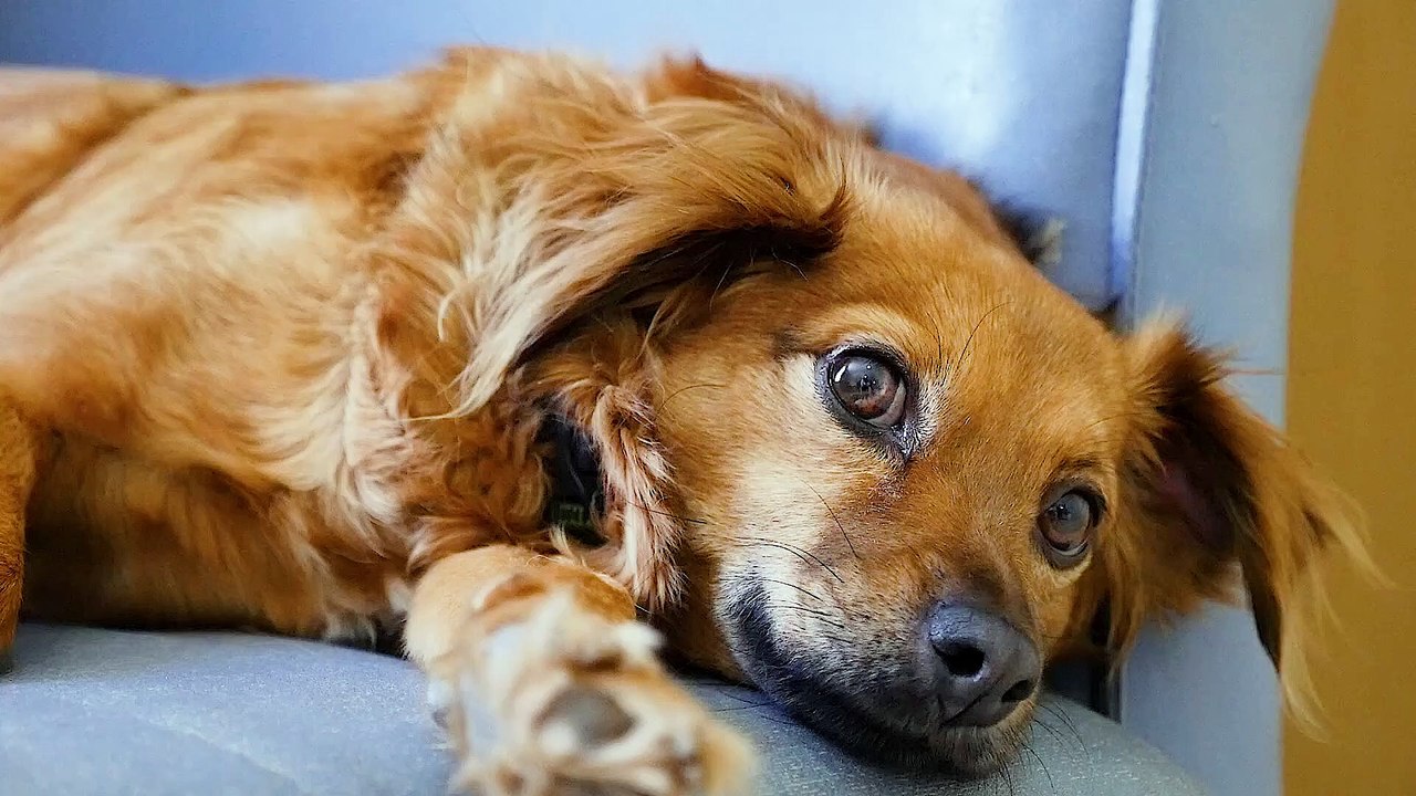 Dog - 15305
