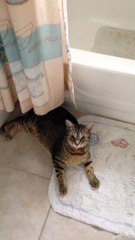 Pexels Videos 1408643