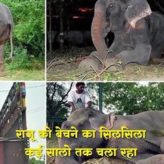 कभी देखा है किसी हाथी को फुट फुट कर रोते हुए,