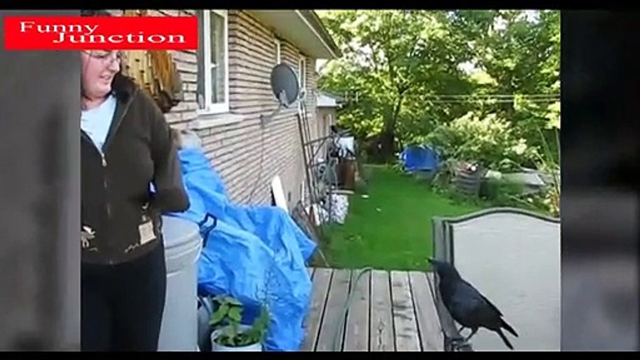 No.4 New Funny Videos | Funniest Animals in the world #4 | Funny junction