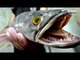 سمكة برمائية مفترسة تهدد الولايات المتحدة الأمريكية والسلطات تدعو ل قتلها على الفور