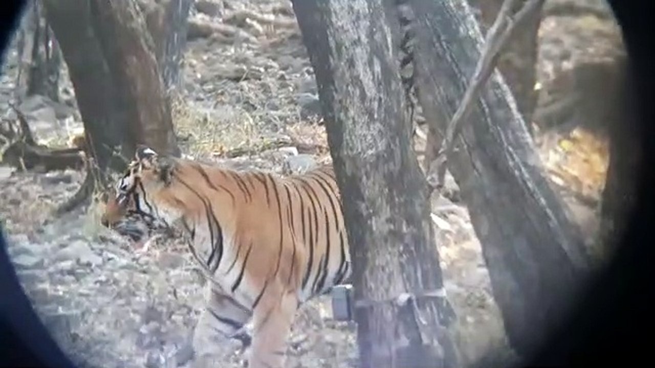 रणथम्भौर टागर रिजर्व: 40 सोलर वाटर पंपों बुझाएं...