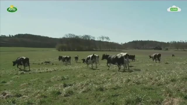 Un grupo de vacas en Suecia saltan de alegría tras ser liberadas al acabar el invierno