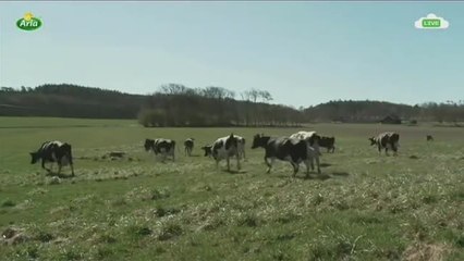 Un grupo de vacas en Suecia saltan de alegría tras ser "liberadas" al acabar el invierno