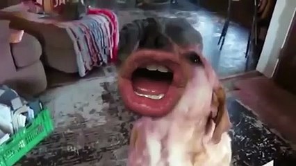 Pari Ki Masti I Pari Ne Kiya Sabko Pareshan I Funny Video