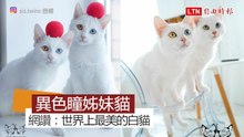 世界最美的異色瞳白貓姊妹花 網友：「可以看一輩子！」