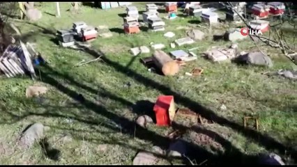Kış uykusundan uyanan ayılar arı kovanlarını parçaladı