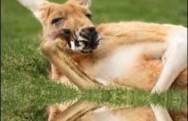 Những hình ảnh hài hước của động vật