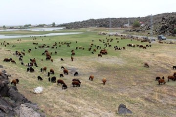 Iğdırlı besicilerin ilkbahar mesaisi başladı