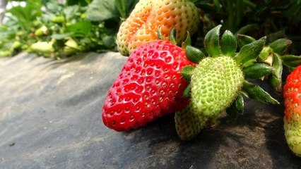 2 ay önce hasat etti 3 katı fiyata satıyor