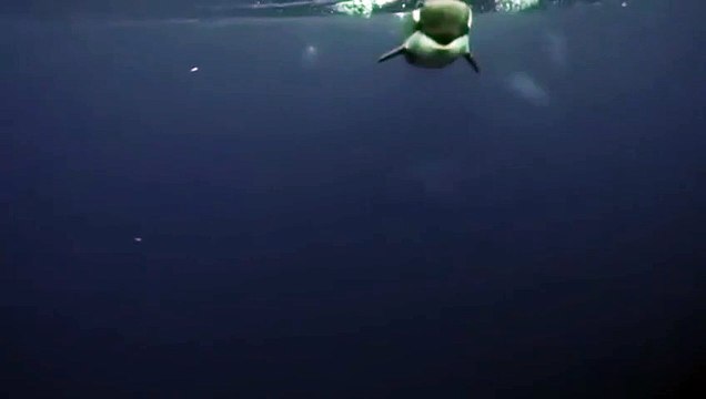 Cette orque offre un poisson à un plongeur