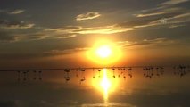 Kuş cenneti Tuz Gölü'nün misafir flamingoları evlerine gelmeye başladı