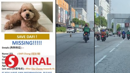 Dafi the dog: How a runaway poodle brought Malaysians together