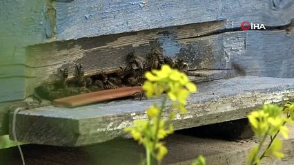 Bilinçsiz zirai ilaçlama toplu arı ölümlerine neden oluyor
