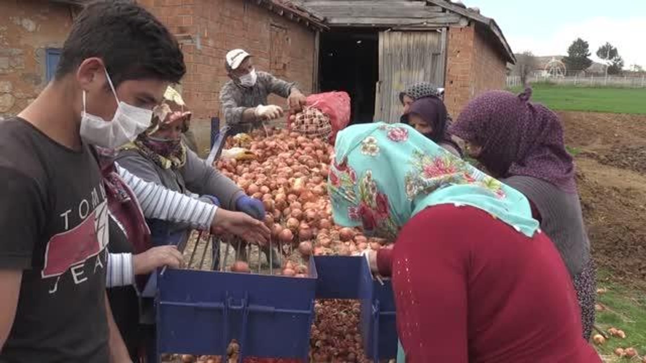 Çiftçinin elinde kalan tüketim fazlası soğanlar ihtiyaç sahiplerinin sofralarına ulaştırılıyor