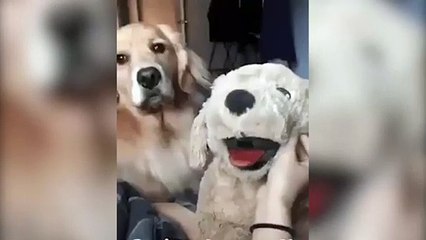 Kıskançlık krizine giren köpek