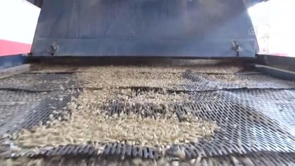 KASTAMONU - Anadolu'da 10 bin yıllık siyez buğdayının tohumu "Mergüze" ve "Ata" olarak tescillendi