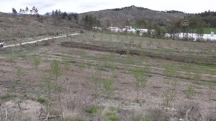 100 dönümlük arazi lavanta bahçesi olacak