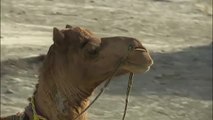 Roshan, el camello bibliotecario que  lleva libros a los niños en el desierto de Pakistán