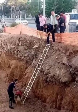 Son dakika haberleri | İNŞAAT ÇUKURUNA DÜŞEN KÖPEĞİ İTFAİYECİLER KURTARDI
