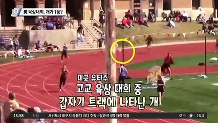 美 육상대회, 개가 1등?