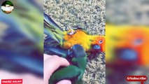 Best Funniest Parrots || Cute Parrots |Funny Birds And Animals