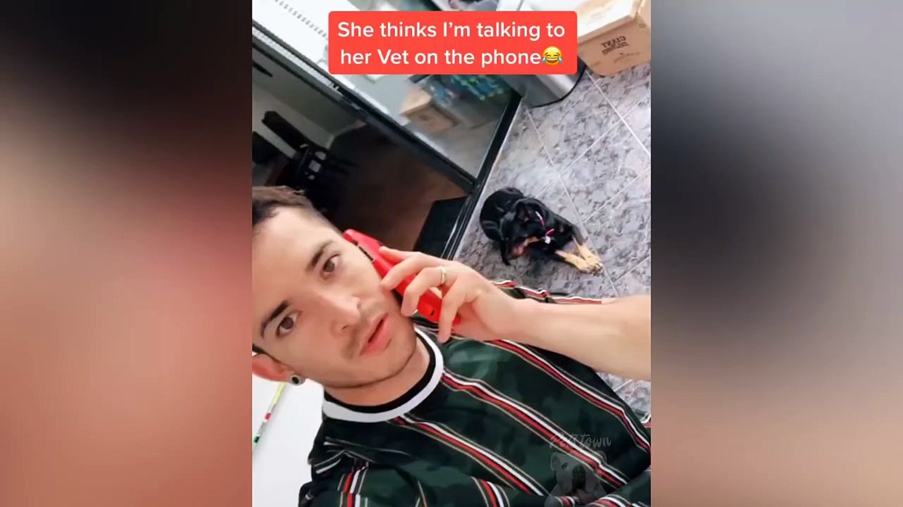Funny Dogs Reaction To Vet  Try Not To Laugh  #2