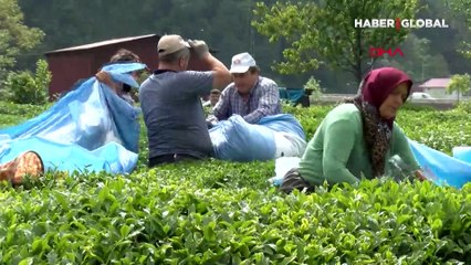 Doğu Karadeniz'de çay göçü hızlandı, izolasyon çağrısı geldi