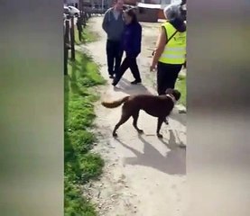 3 sene sonra sahibiyle buluşan köpek