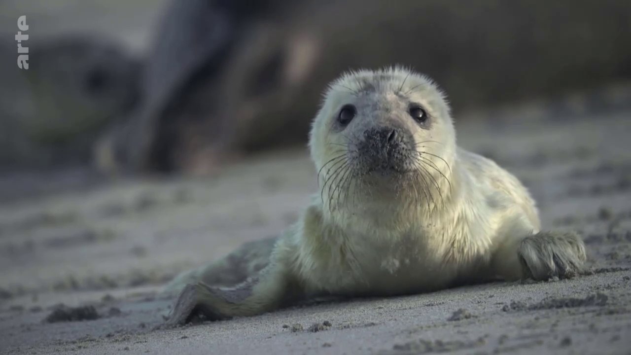 Shetland faunique 4. Tempêtes d'automne. Islande renard polaire. Norvège rennes. Îles Monach  phoques communs