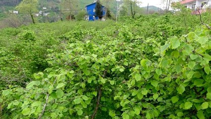 Fındıkta doğru gübreleme ve ilaçlama verimi arttırıyor