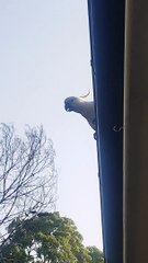 Helpful Cockatoo Cleans Out Gutters