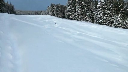 Pine Marten Chasing Bunny Through Thick Snow