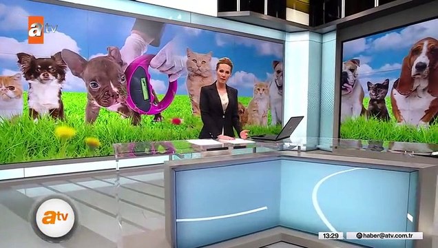 Evcil hayvanlarda çip dönemi