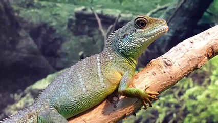 beautiful nature background music