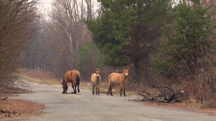 Le cheval Przewalski,  une espèce menacée qui prospère à Tchernobyl