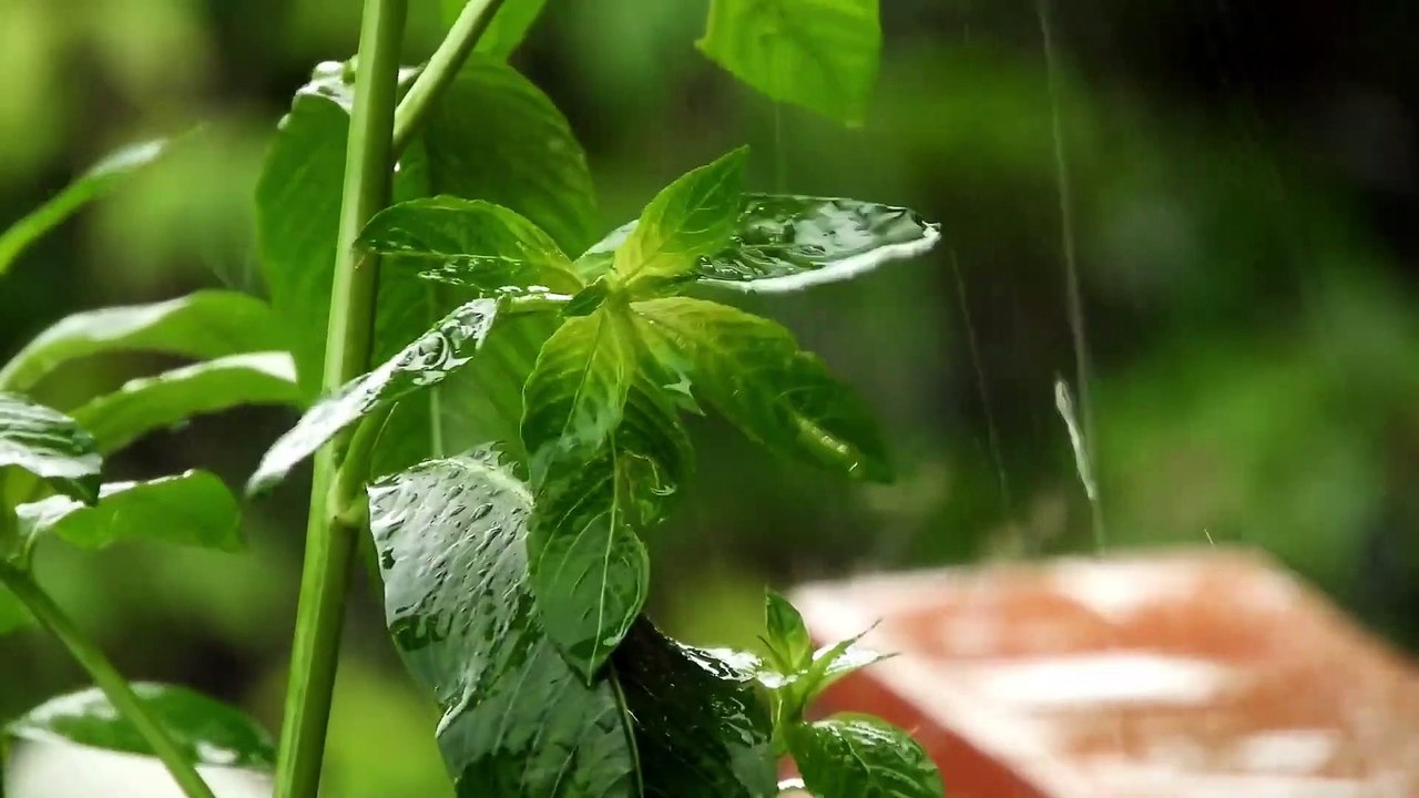 Mind relaxing rain music for stress relief _relaxing Music 