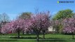 Cherry Blossom at Harrogate