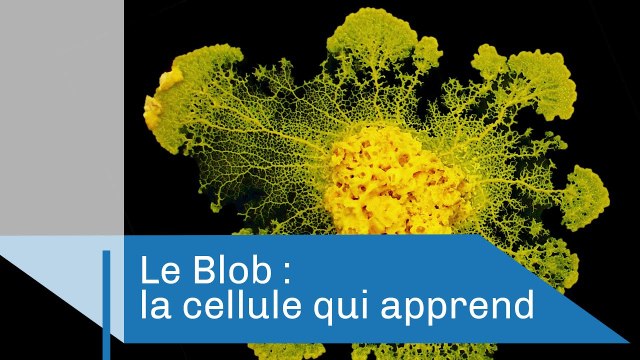 Le Blob, une cellule qui apprend | Reportage CNRS