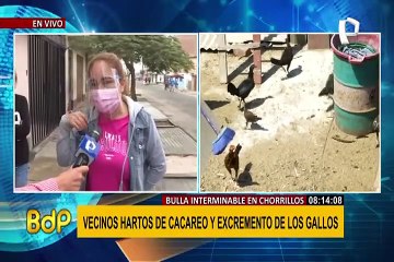 Chorrillos: denuncian vivienda donde criarían alrededor de 100 gallos de pelea
