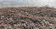 Une plage de Loire-Atlantique envahie par des « couteaux », des coquillages tranchants comme des lames