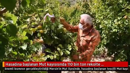 Hasadına başlanan Mut kayısısında 110 bin ton rekolte bekleniyor