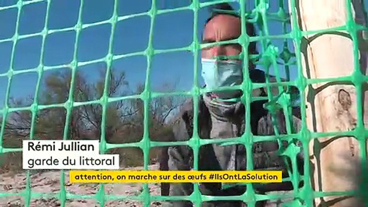 Villeneuve-les-Maguelonne: des filets pour protéger les nids d'oiseaux