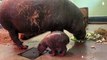 Pygmy hippo calf born at Edinburgh Zoo